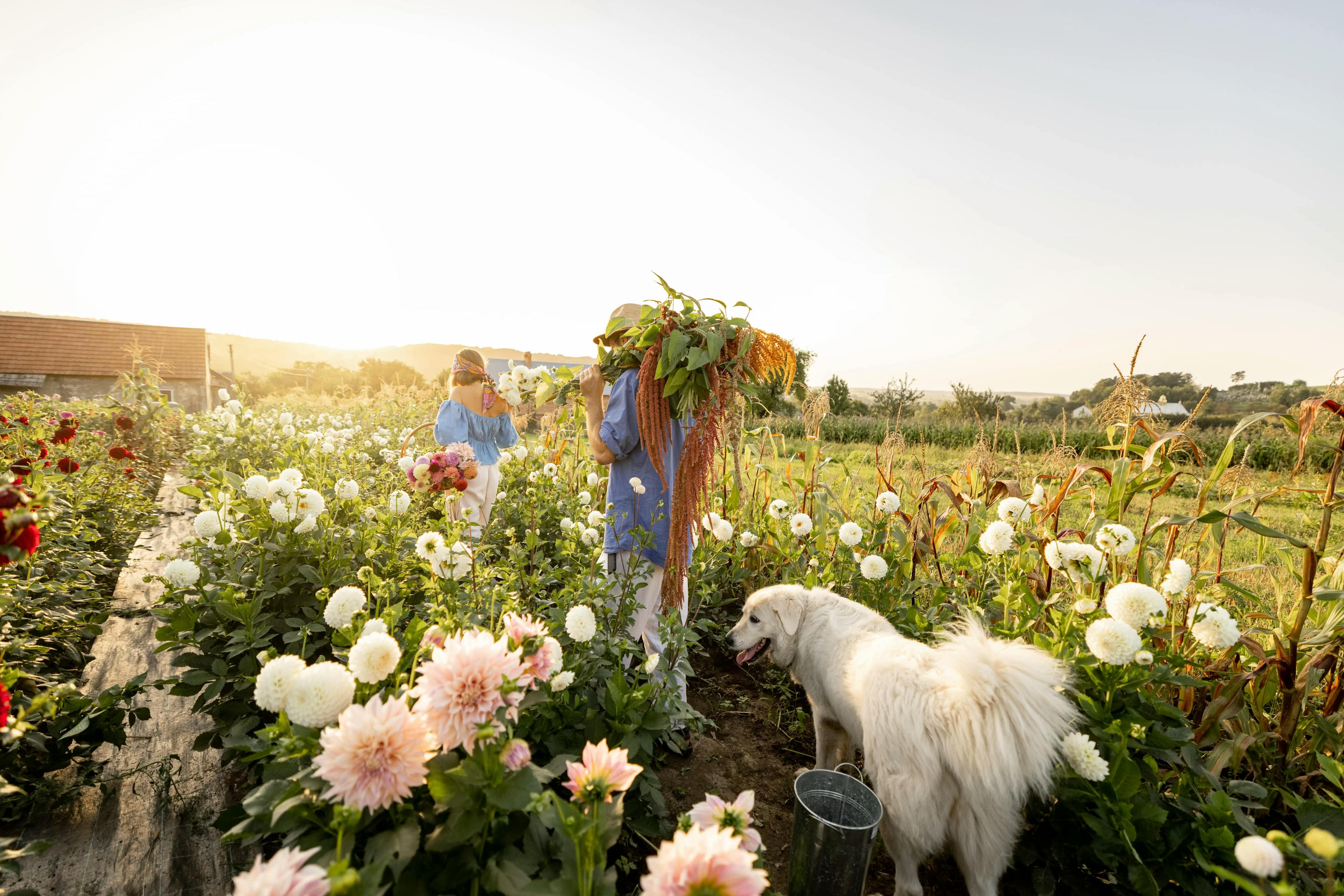 People carrying flowers and white dog behind