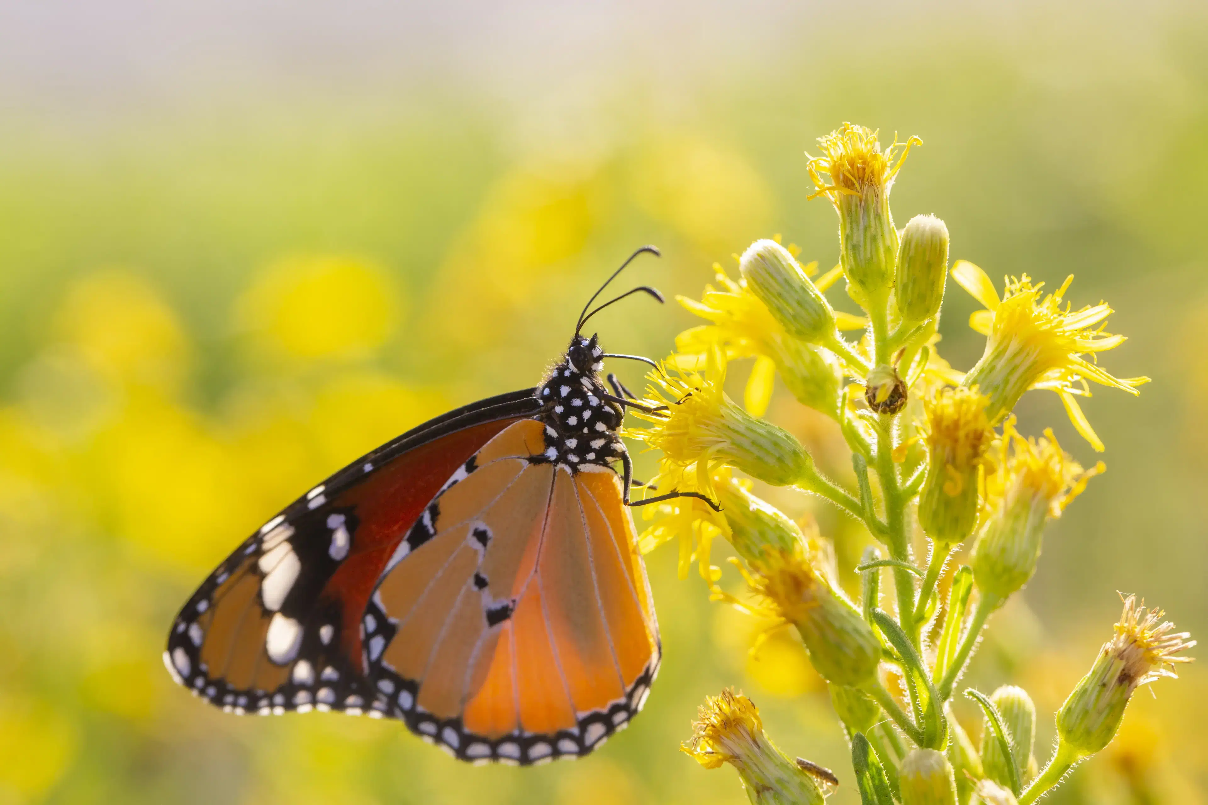 Sultan butterfly on plant